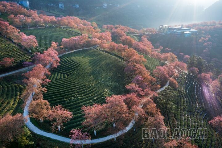 Đồi chè Ô Long. (Ảnh: Báo Lào Cai)