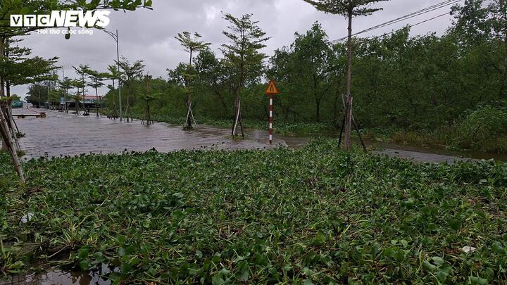 Triều cường cuốn theo một lượng lớn bèo tràn lên đường và các hàng quán kinh doanh ven đầm phá Tam Giang. (Ảnh: Tuấn Hiệp)