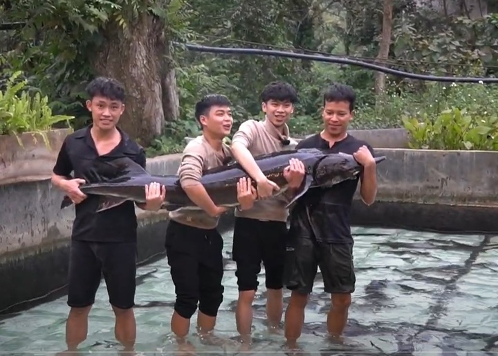Cá tầm là sản phẩm quen thuộc trong bữa ăn của nhiều gia đình Việt.