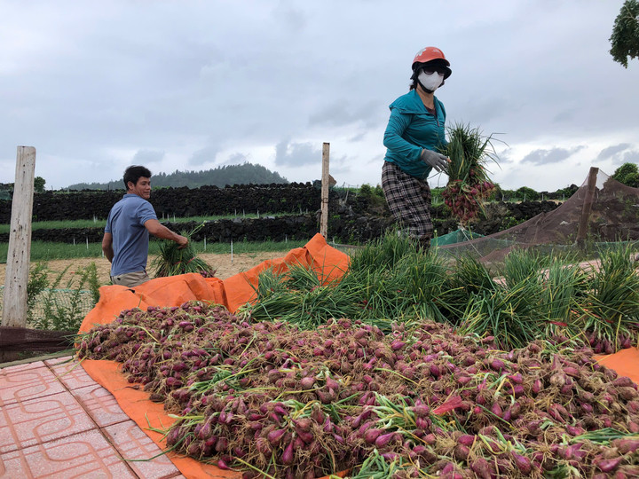 Nông dân đặc khu Lý Sơn chấp nhận thu hoạch hành non.