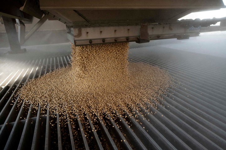 Đậu tương trong mùa thu hoạch (Ảnh: Reuters)