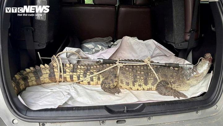 Cá sấu quý hiếm nặng hơn 50 kg được người dân phường Quy Nhơn Nam bắt được.