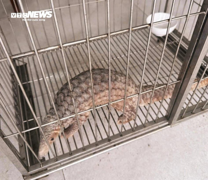 Con tê tê quý hiếm được người dân phường Quy Nhơn Nam giao nộp ngày 28/9.