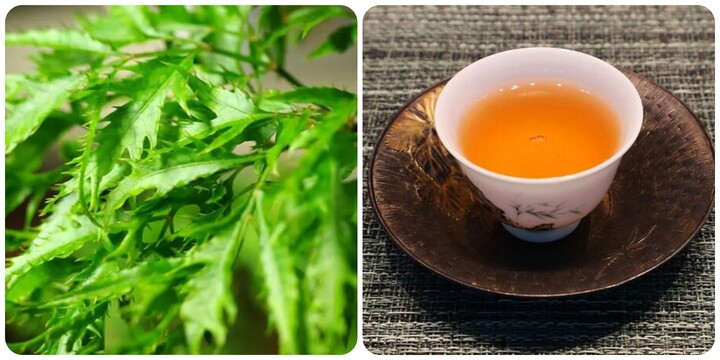 Nước lá đinh lăng rất tốt cho sức khoẻ