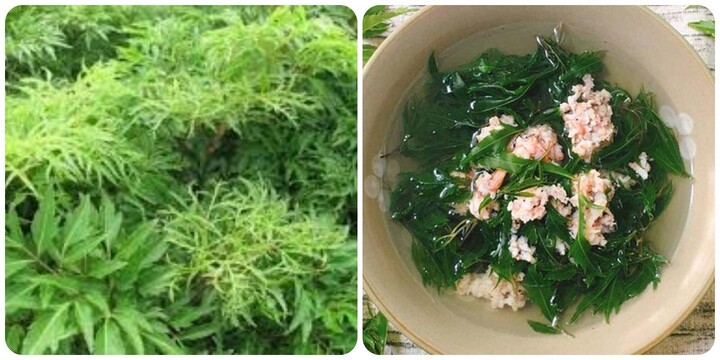 Đinh lăng là vị thuốc dân gian quen thuộc của người Việt