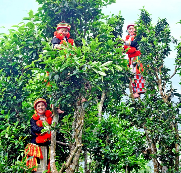 Người dân Tuyên Quang thu hoạch chè Shan tuyết. (Ảnh: Báo Tuyên Quang).