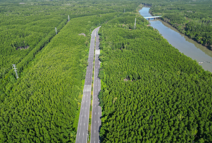 Cần Giờ có diện tích rừng ngập mặn che phủ rộng lớn.