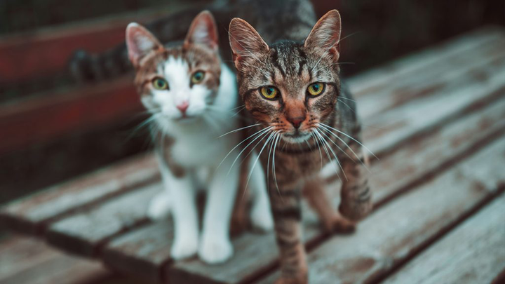 Sau khi ly hôn vợ, người chồng chấp nhận chu cấp cho 2 chú mèo cưng liên tục trong suốt 10 năm. (Ảnh minh họa: Unsplash)