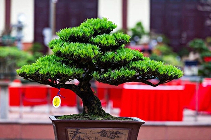 Cây tùng la hán. (Ảnh: Phê Decor)