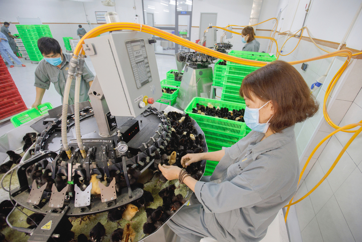 Nhà máy ấp trứng gia cầm tại Đắk Lắk ứng dụng công nghệ công nghệ cắt mỏ gà bằng tia hồng ngoại tiên tiến.