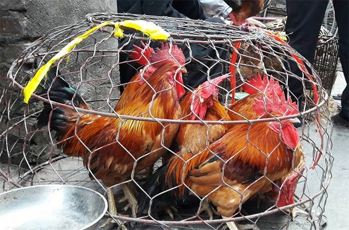 Không phải ai cũng biết cách phân biệt gà non và gà già khi mua gà sống. (Ảnh: Baoangiang)