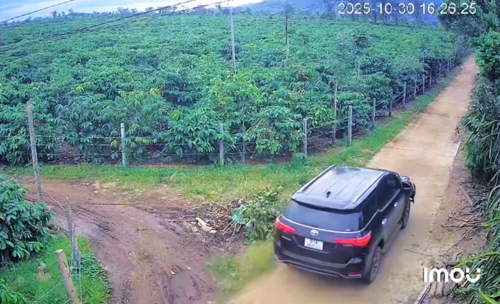 Hình ảnh truy vết ô tô phóng nhanh trong rẫy cà phê để bỏ trốn sau khi gây tai nạn. (Ảnh cắt từ clip)