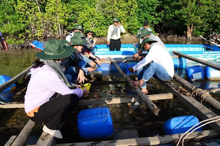 يساهم نموذج تربية المحار في الأقفاص في التنمية الاقتصادية لشعب بلدية دات موي.