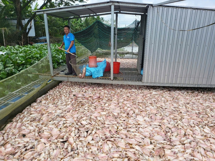 Cá điêu hồng chết nổi dày đặc trên rạch Cái Cui, khiến mặt nước đổi màu và bốc mùi hôi nồng nặc.