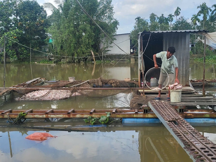 Người dân thu gom cá điêu hồng chết nổi trắng mặt rạch Cái Cui (TP Cần Thơ).