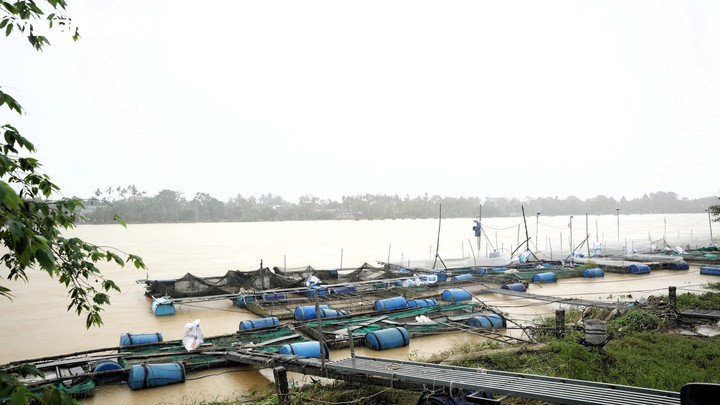 Lũ dữ khiến người nông dân nuôi cá trên sông Bồ thiệt hại nặng nề.