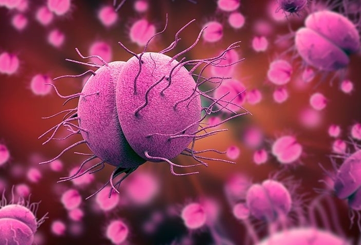 Vi khuẩn Neisseria meningitidis là nguyên nhân gây viêm màng não mô cầu.