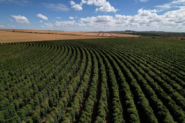 Nông trại trồng cà phê (Ảnh minh hoạ: Reuters)