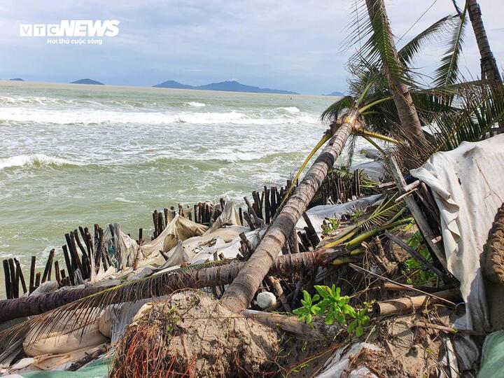 Tổng chiều dài các điểm sạt lở tại bờ biển Hội An khoảng 3,5km. Thời gian qua, sau khi quật ngã những hàng dừa, phi lao, sóng lớn tiếp tục 