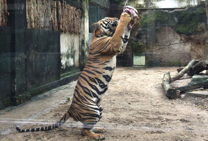 សួនសត្វកំពុងចិញ្ចឹមសត្វកម្រជាច្រើន។ (រូបថត៖ B.L)