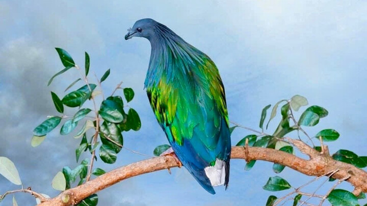 A Con Dao Nemzeti Parkban gondoskodnak a nikobár galambokról. (Fotó: Con Dao Nemzeti Park)