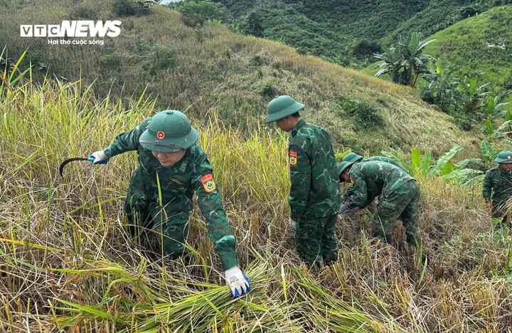 Lực lượng Đồn Biên phòng La Êê phối hợp Hội Phụ nữ xã La Êê tập trung giúp dân gặt lúa rẫy tại thôn Pa Lan và Pờ Oi (xã La Êê) để 