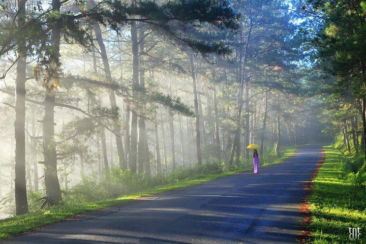 Vẻ đẹp lãng mạn của Đà Lạt. (Ảnh: Báo Lao động)