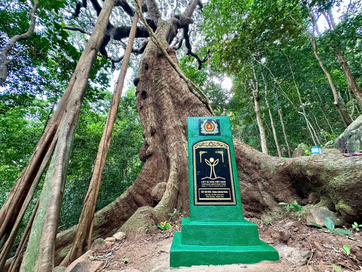Cây sao đen 238 tuổi được công nhận Cây Di sản.