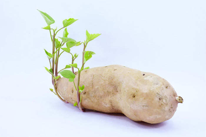 Khoai lang mọc mầm rất dễ sản sinh độc tố. (Ảnh: Sohu)