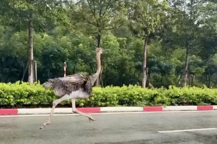 Con đà điểu cao khoảng 2 m, vô tư chạy trên đường.