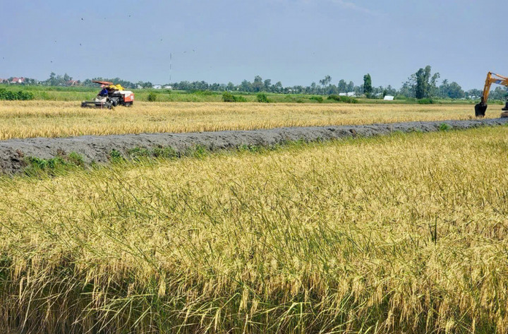 Gạo ST25 tiếp tục giành danh hiệu 'Gạo ngon nhất thế giới' năm 2025 - 3