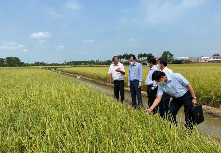 Giống lúa ST25 đã được phổ biến rộng rãi trong cả nước, mang lại hiệu quả kinh tế cao cho nông dân.