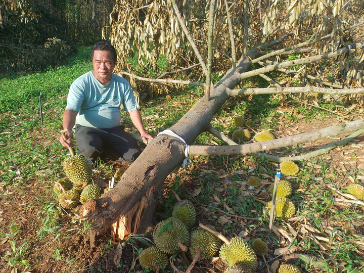 Vườn sầu riêng chuẩn bị cho thu hoạch ở Đắk Lắk bị gãy đổ do bão số 13.