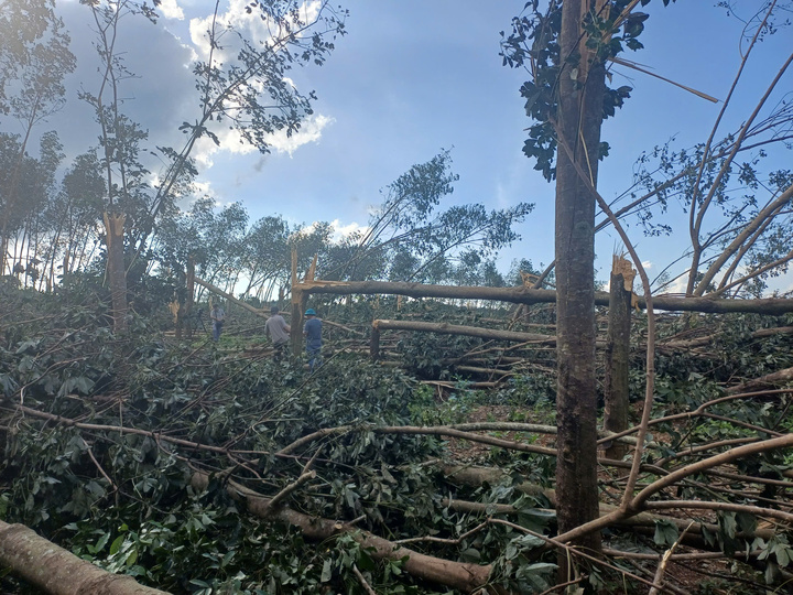 Diện tích lớn sầu riêng bị ngã đổ do bão.