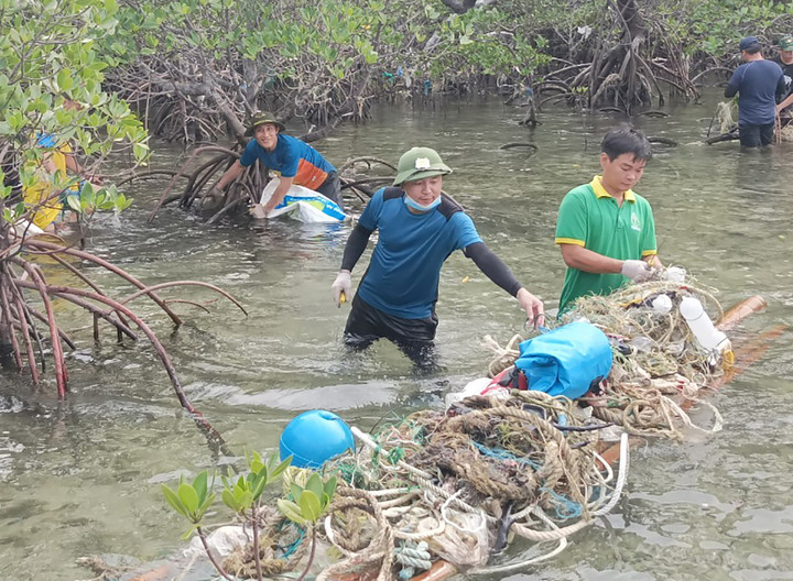 Vườn quốc gia Côn Đảo phối hợp với các lực lượng thường xuyên thu gom rác đại dương trong rừng ngập mặn. (Ảnh: Thanh Thanh)