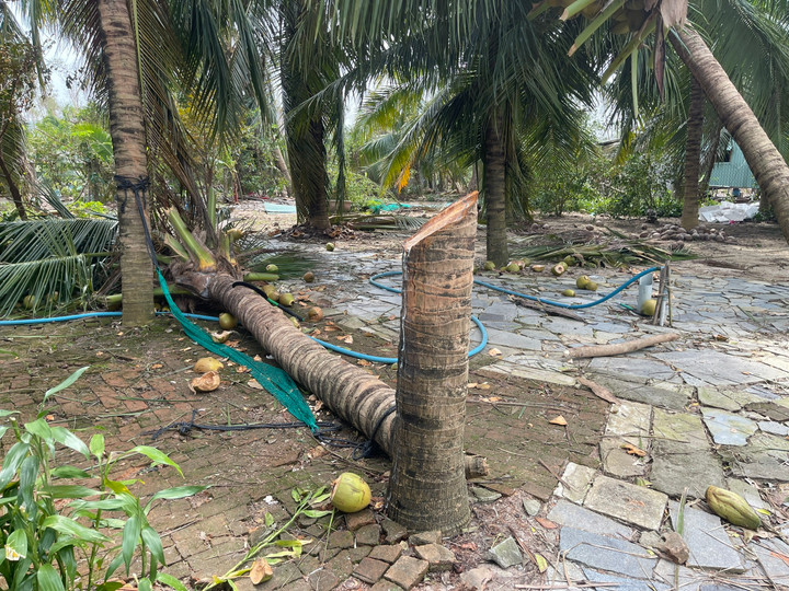 Cây dừa bị tôn chém gãy.