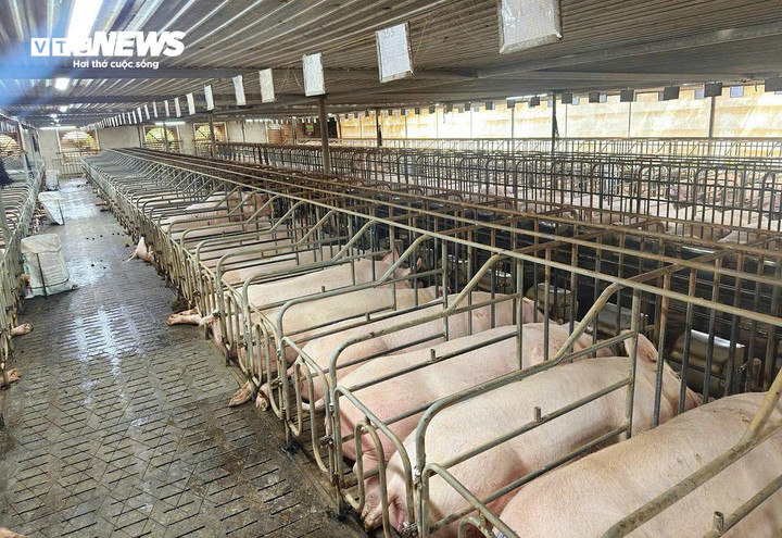 Mô hình chăn nuôi ứng dụng công nghệ hiện đại giúp giảm rủi ro dịch bệnh, nâng cao năng suất đàn heo.
