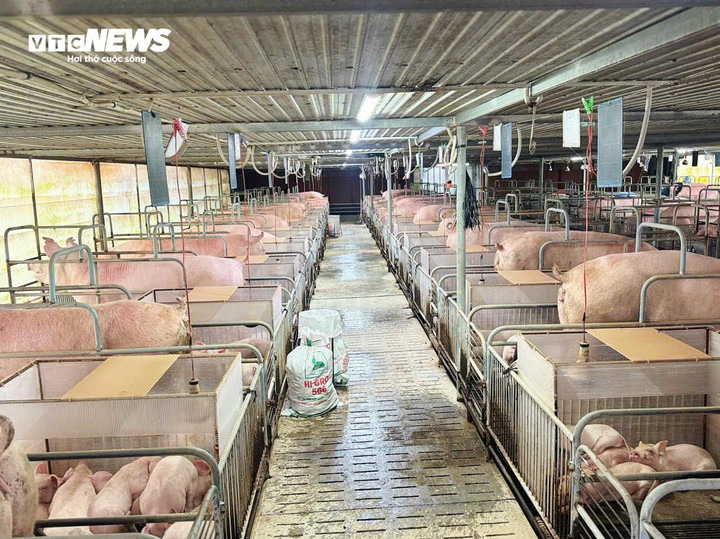 Trang trại chăn nuôi heo khép kín của bà Triều giúp kiểm soát dịch bệnh và duy trì đàn ổn định quanh năm.