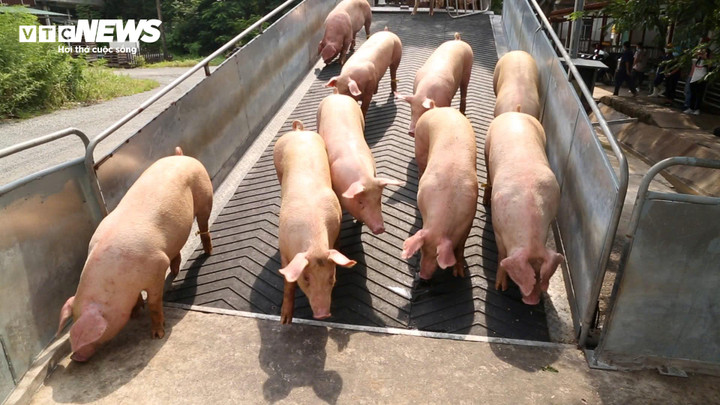 Tổng đàn heo cả nước đạt khoảng 26,4 triệu con.