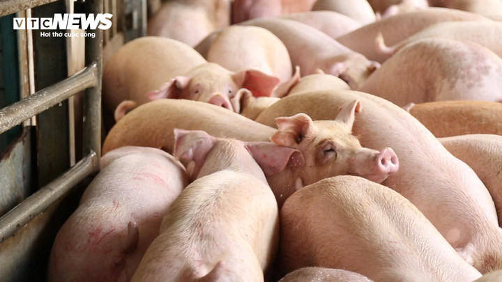 Nguồn cung thịt gia súc, gia cầm mùa Tết năm nay vẫn dồi dào.