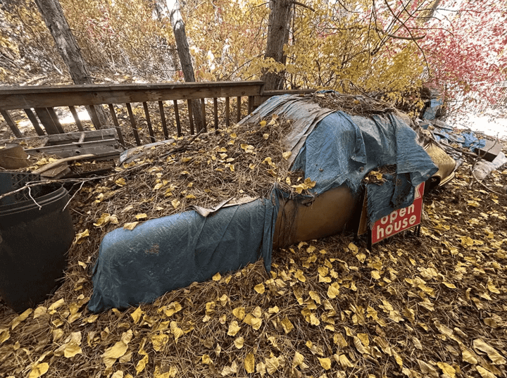 Chiếc Porsche 911 Targa bị bỏ rơi suốt 31 năm, nằm yên dưới lớp lá thông. (Ảnh: Carscoops)