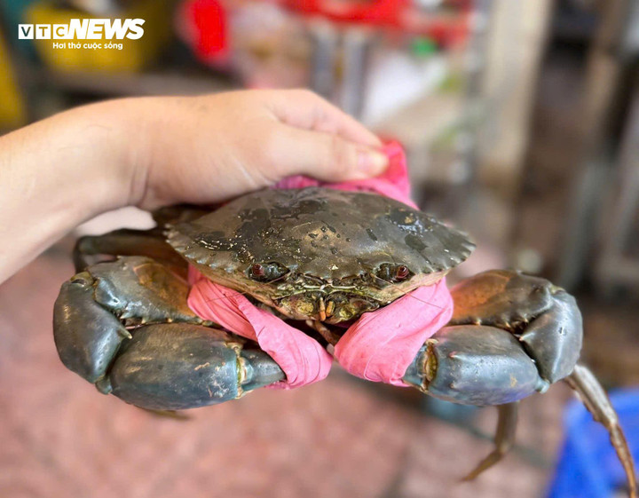 Nhiều hoạt động hấp dẫn liên quan đến cua Cà Mau sẽ được tổ chức.