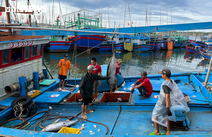 TP.HCM có 4.532 tàu cá đã được đăng ký và cập nhật 100% trên cơ sở dữ liệu nghề cá quốc gia.
