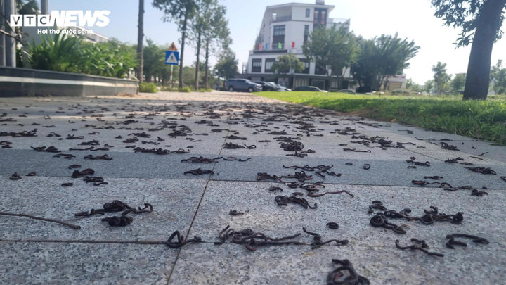 Giun đất chết la liệt.