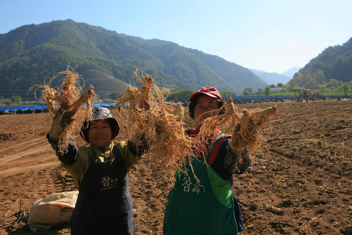 Hwang Pung Jung - biểu tượng nhân sâm 100 năm của Hàn Quốc.