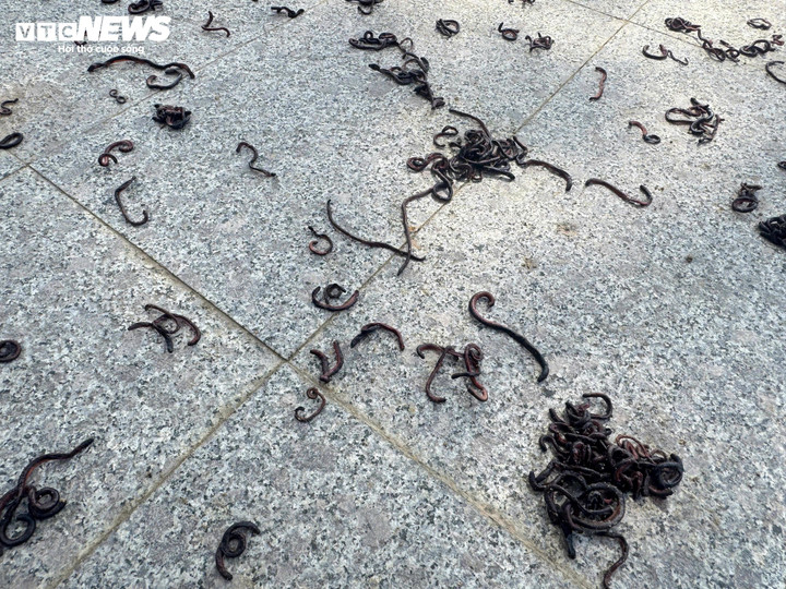 hàng nghìn con giun đất bò lên vỉa hè, chết khô ở Quảng Ngãi.