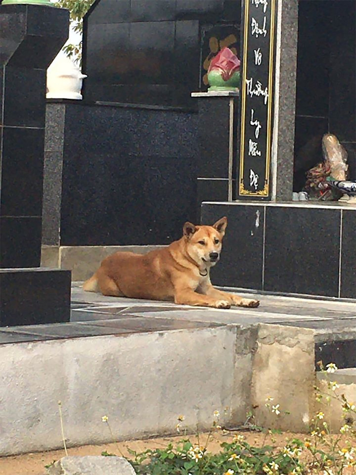 Chú chó ngày ngày nằm bên mộ chủ không rời.