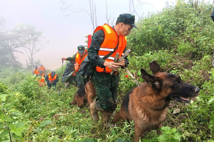 Chó nghiệp vụ được sử dụng để tìm kiếm các nạn nhân nghi bị vùi lấp dưới lớp đất đá, bùn nhão - nơi các phương tiện cơ giới khó tiếp cận. (Ảnh: B.P)