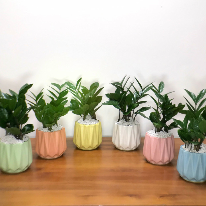 Cây kim tiền sống khỏe và dễ chăm sóc. (Ảnh: Allrecipes)