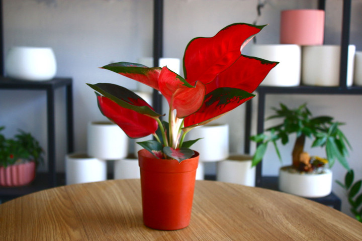 Cây phú quý ưa bóng râm, không cần chăm nhiều và rất đa dạng màu sắc – từ xanh đậm đến đỏ hồng. (Ảnh: bTaskee)